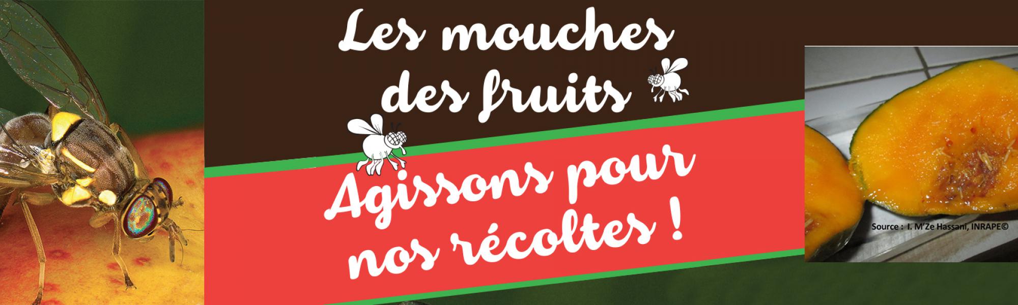 bandeau les mouches des fruits
